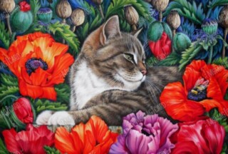 Poppies