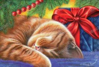 cat