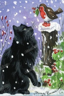 cat