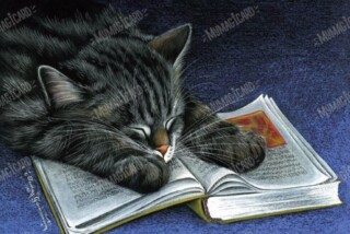 cat