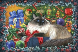 cat